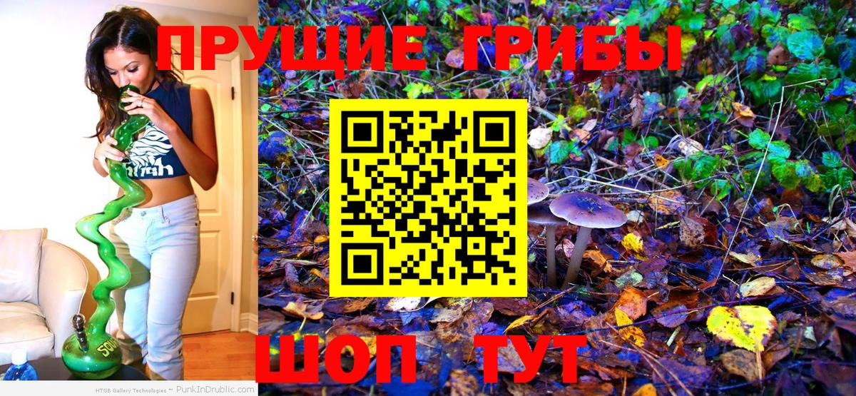 Карасук  что такое   Вход с VPN  Псилоцибиновые грибы мицелий 